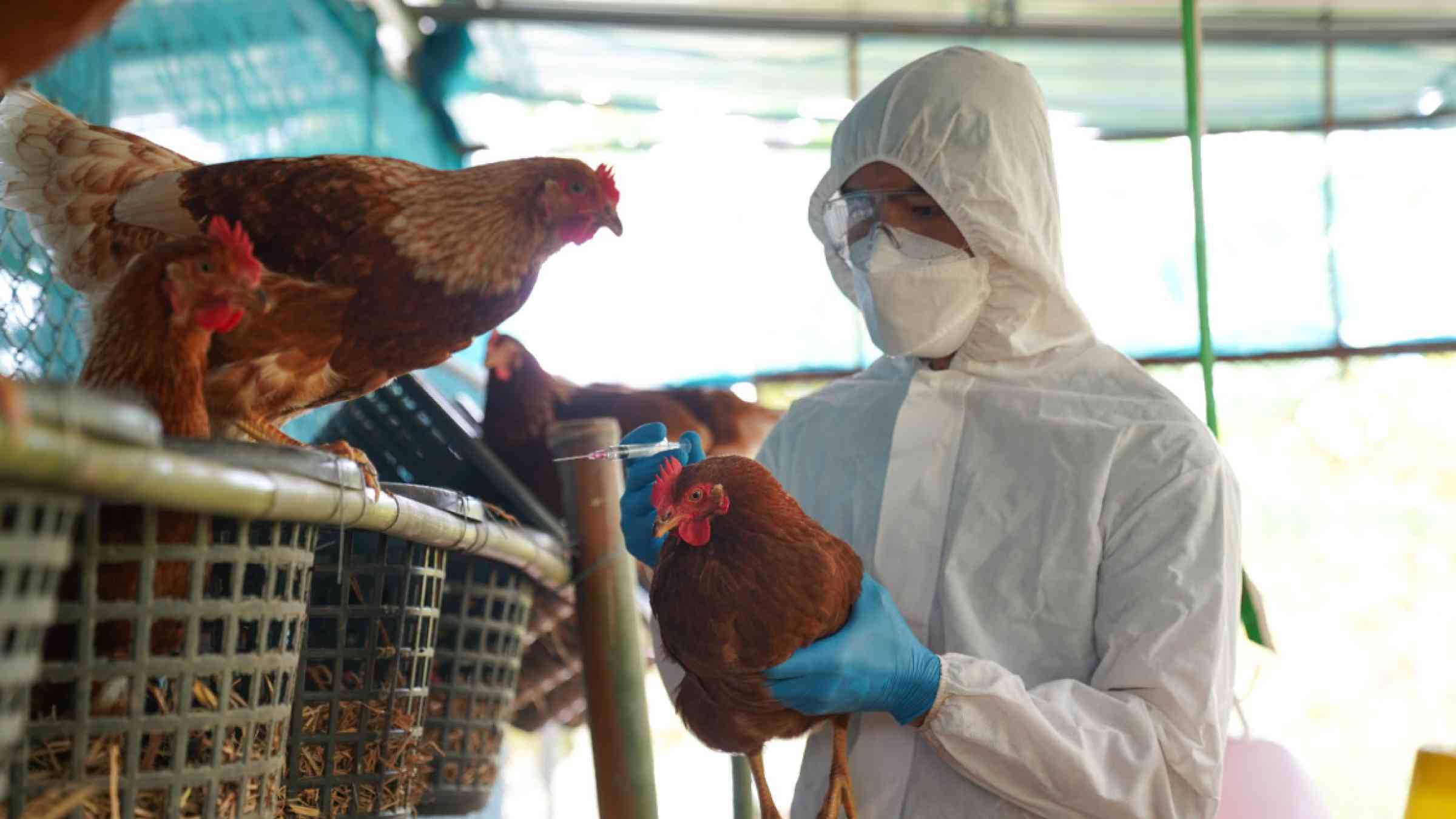 What’s The Risk That The Bird Flu Could Start A Human Pandemic ...